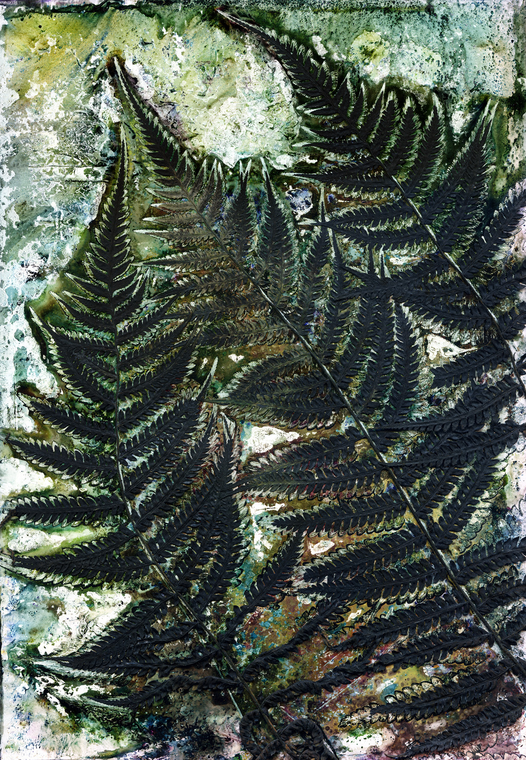 Renata -Buziak_Fern_Tree_Binna-Burra_Biochrome_2022_001 Renata -Buziak_Fern_Tree_Binna-Burra_Biochrome_2022_001